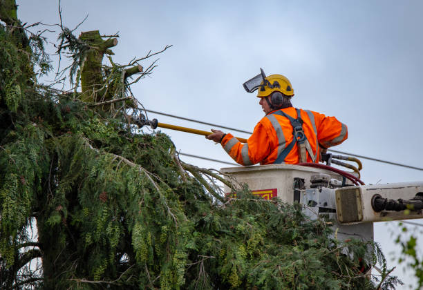 Best Palm Tree Trimming  in Eagle, CO