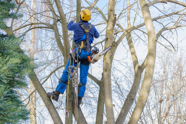 Best Fruit Tree Pruning  in Eagle, CO