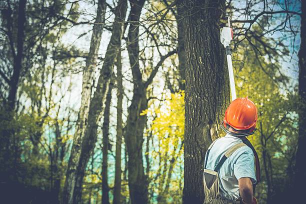 Eagle, CO Tree Care Company
