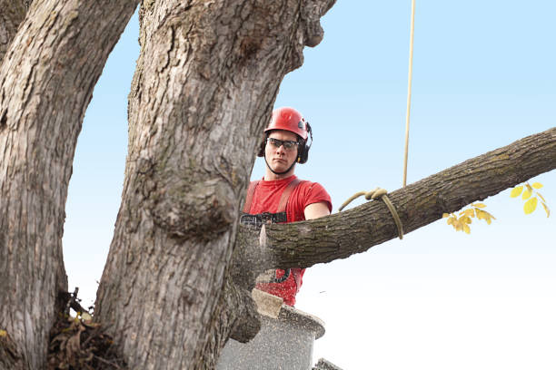 Best Pest Control for Lawns  in Eagle, CO