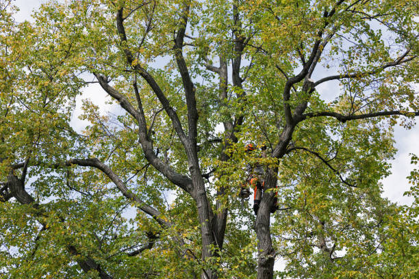 How Our Tree Care Process Works  in  Eagle, CO